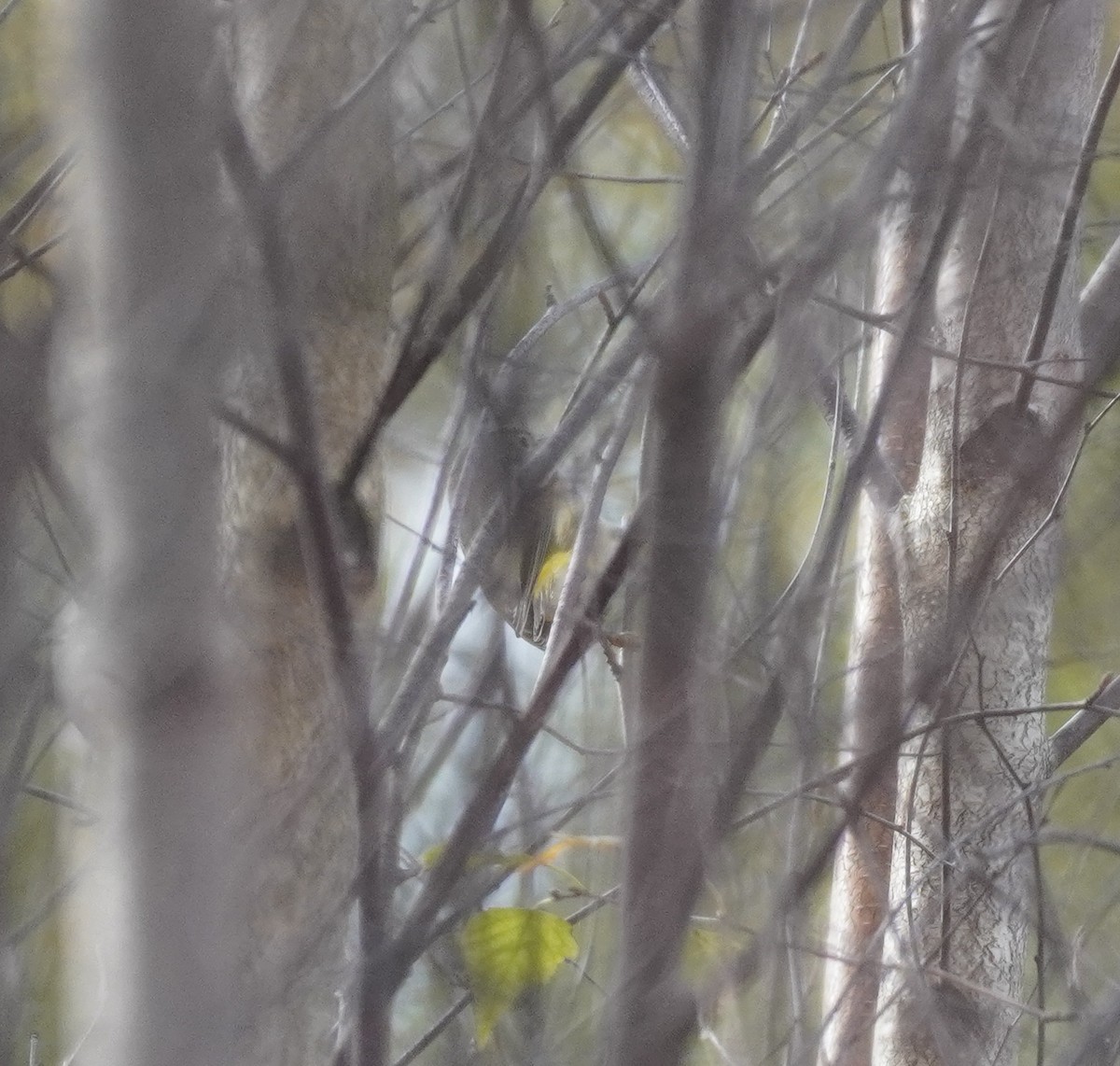 Orangefleck-Waldsänger - ML644708494