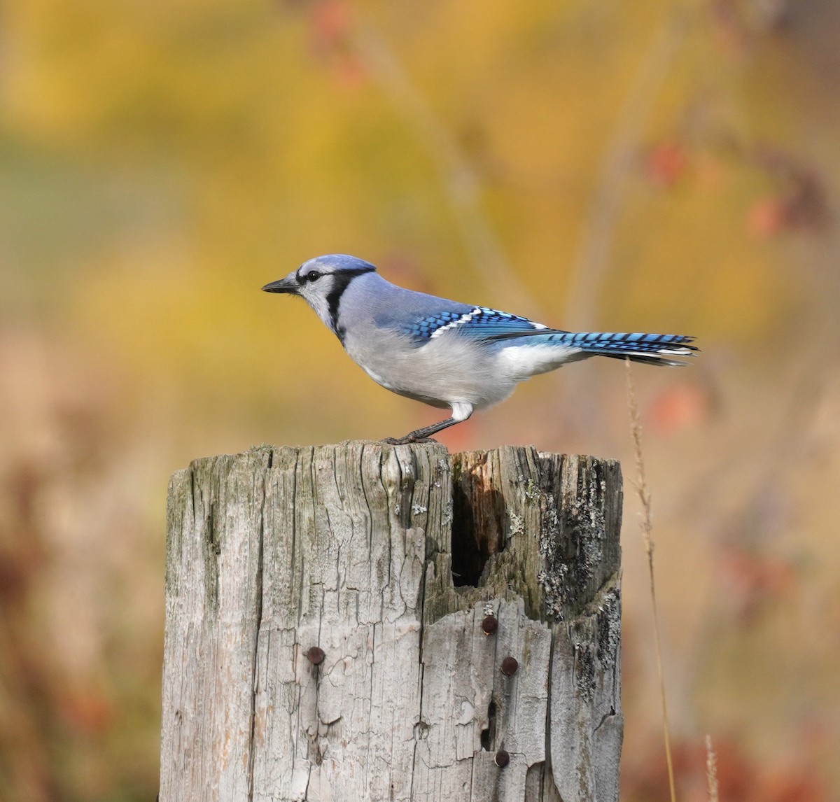 Blauhäher - ML644708502