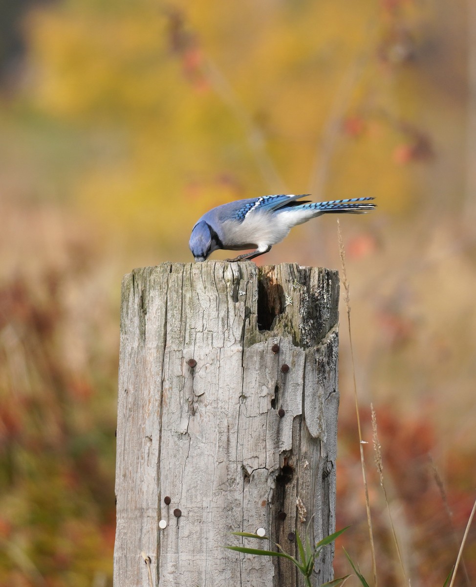 Blauhäher - ML644708503