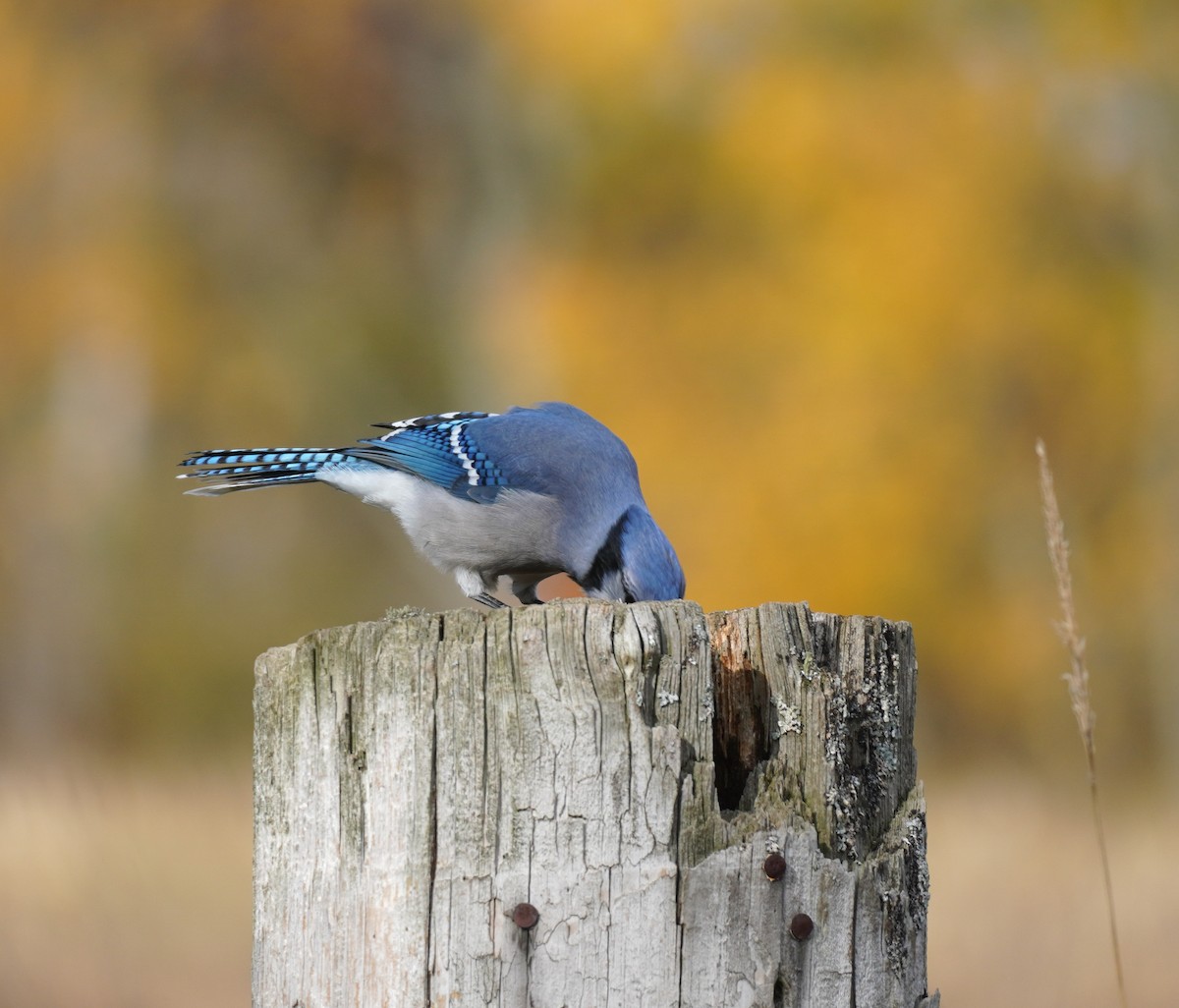 Blauhäher - ML644708504