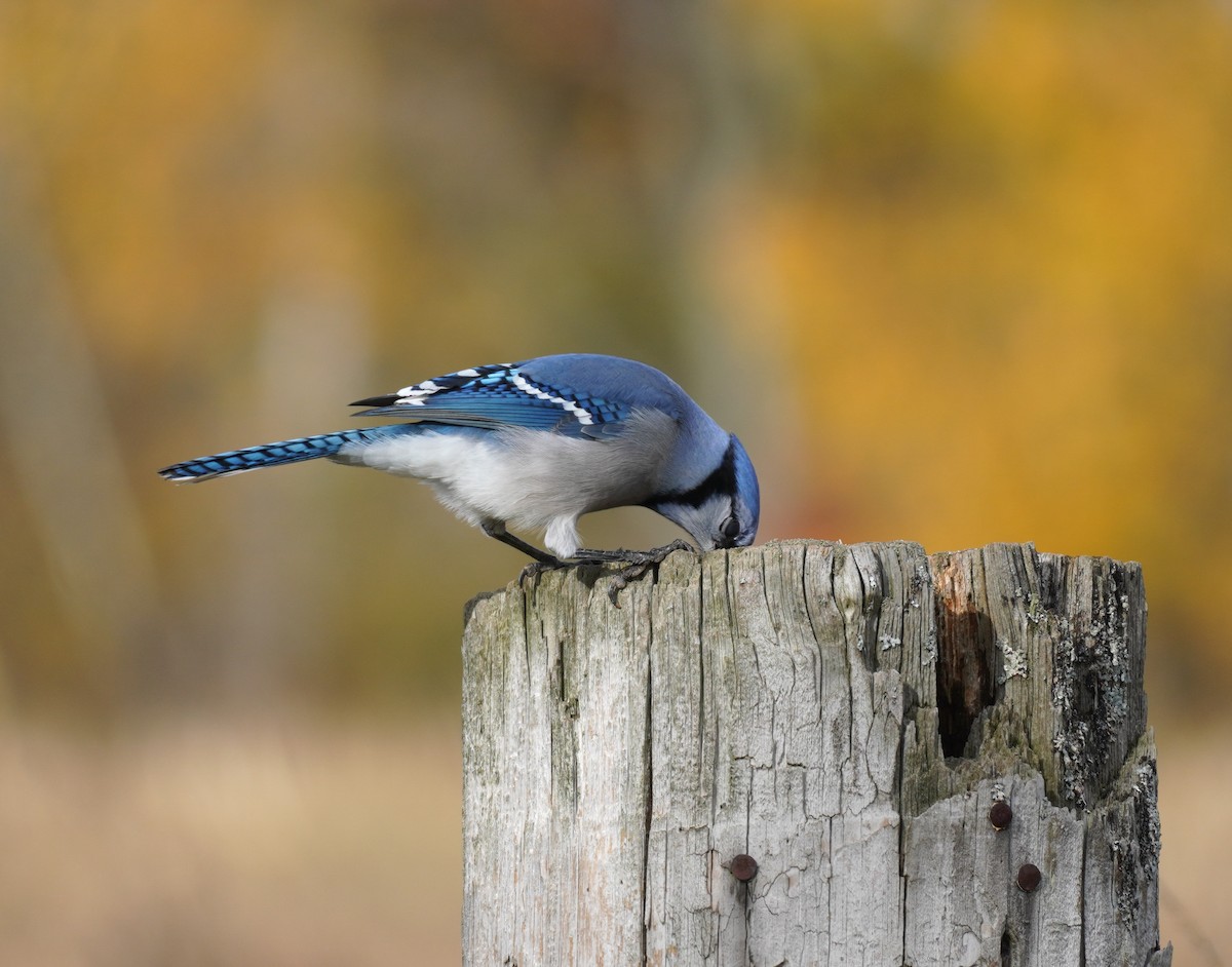 Blauhäher - ML644708505