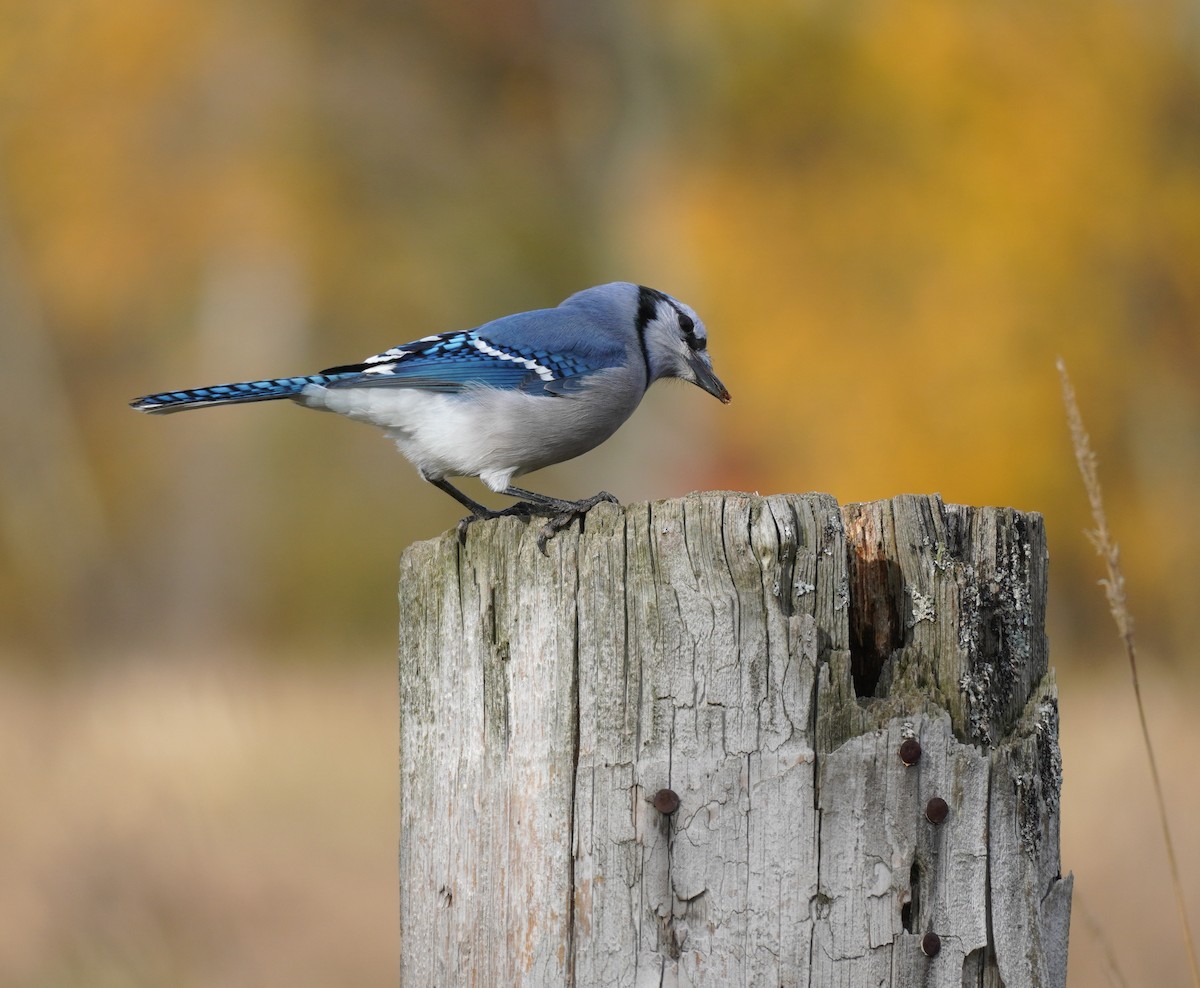 Blauhäher - ML644708506