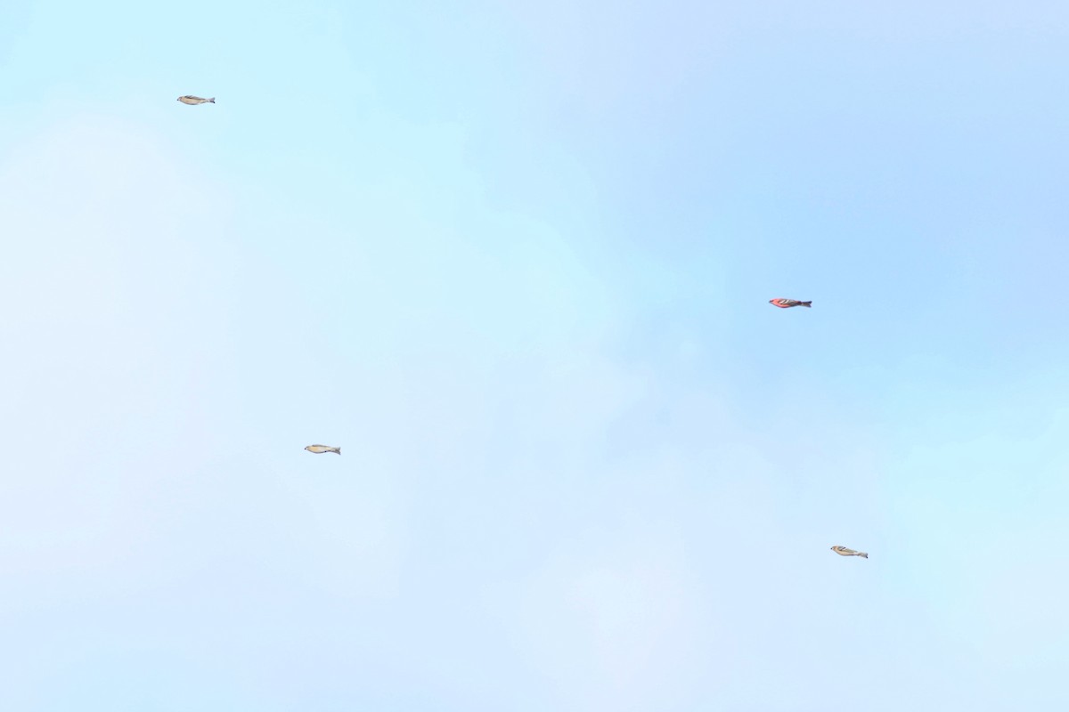 Tayga Çütresi - ML644708513