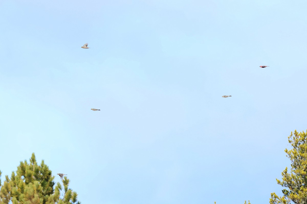 Tayga Çütresi - ML644708514