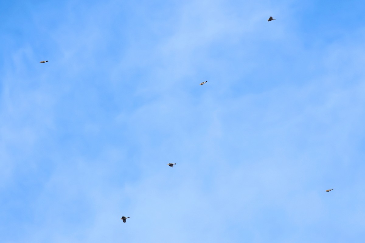 Tayga Çütresi - ML644708515