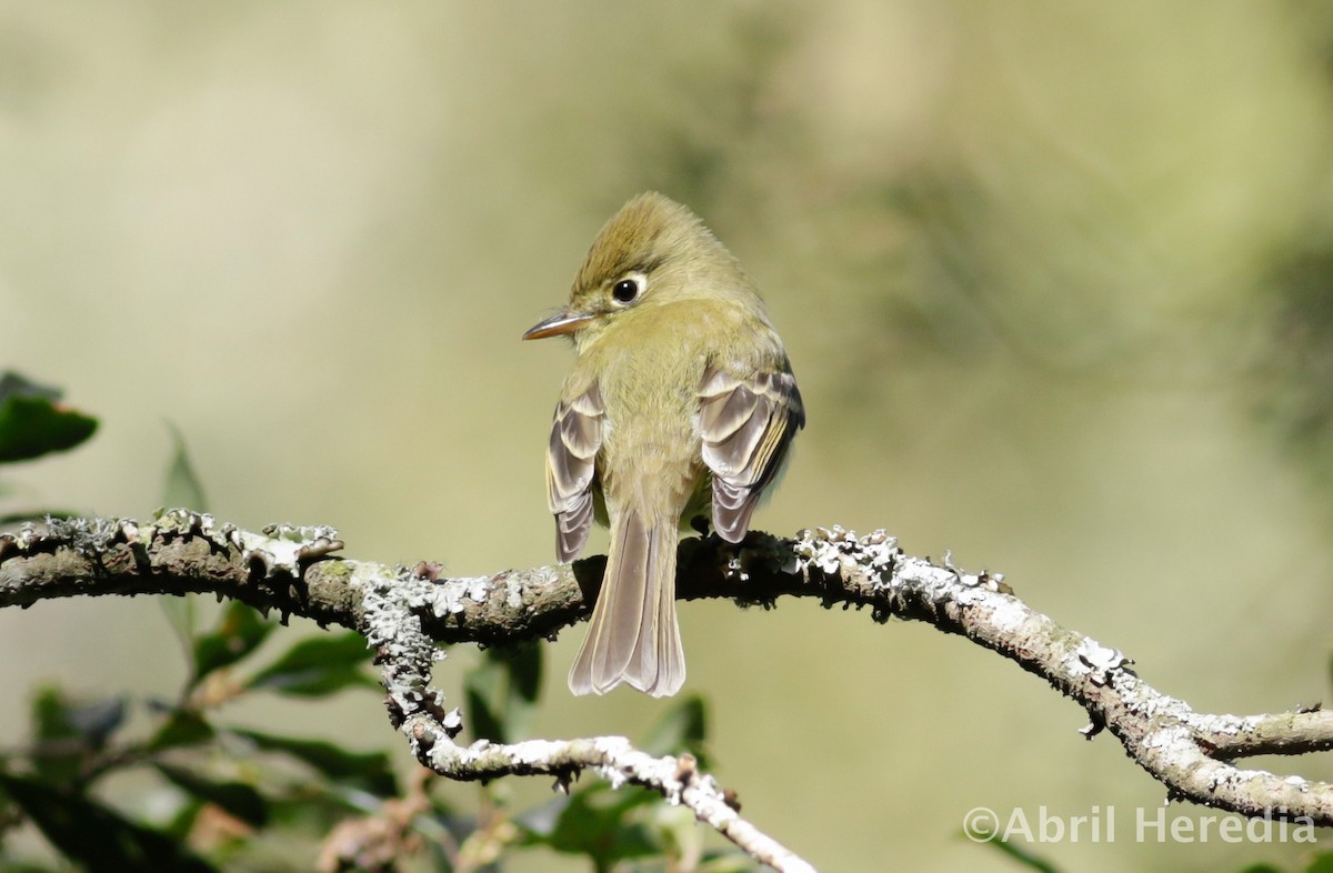Moucherolle obscur (occidentalis/hellmayri) - ML644708517