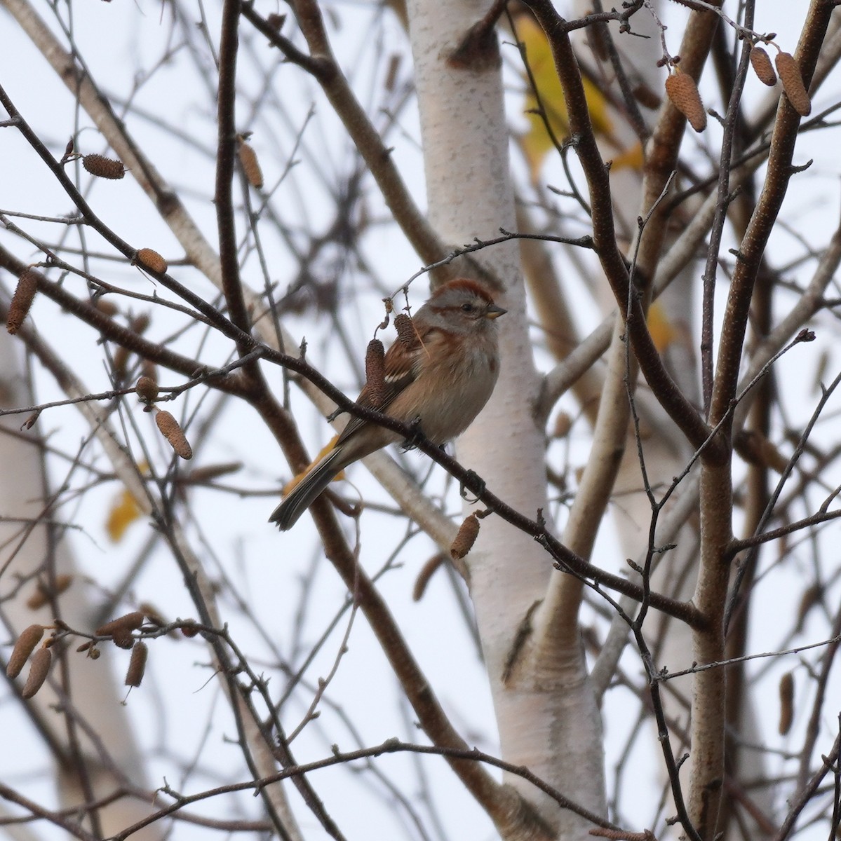 Baumammer - ML644708518