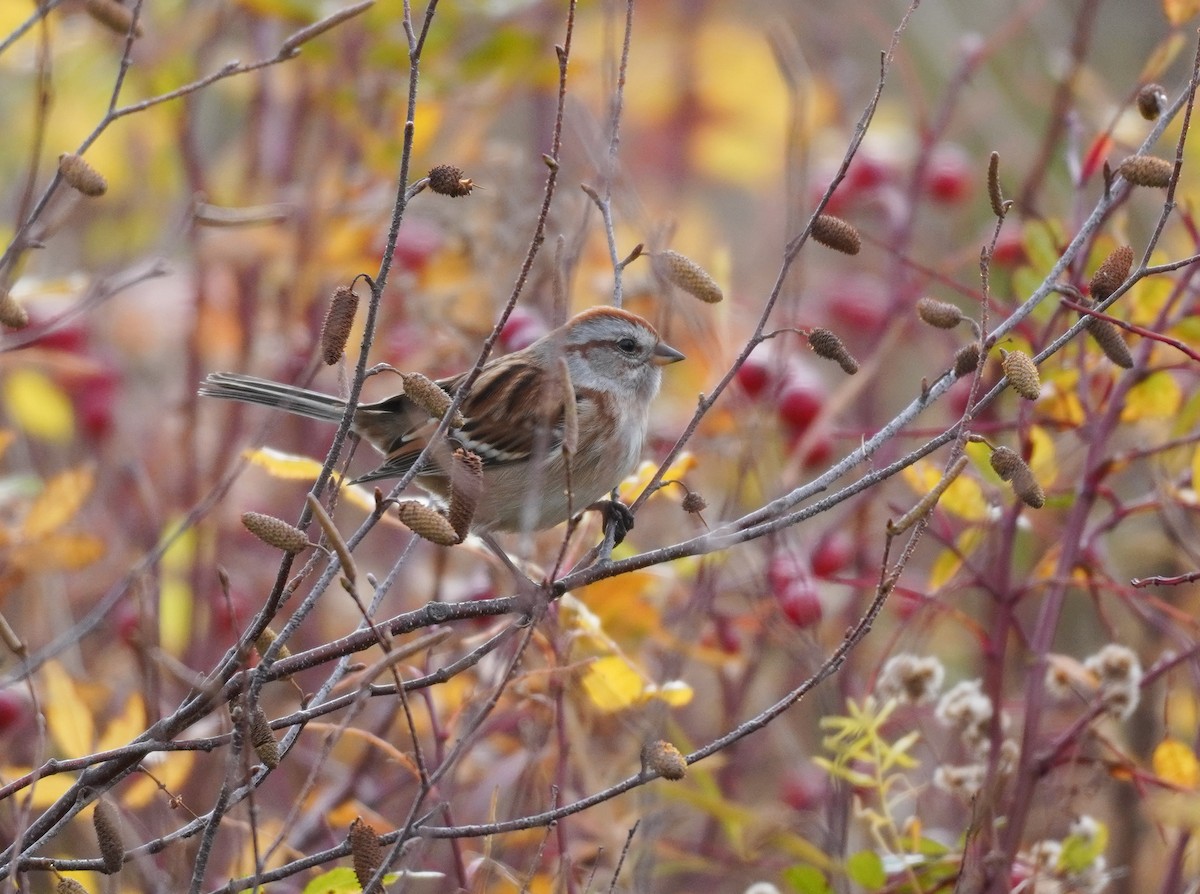 Baumammer - ML644708519