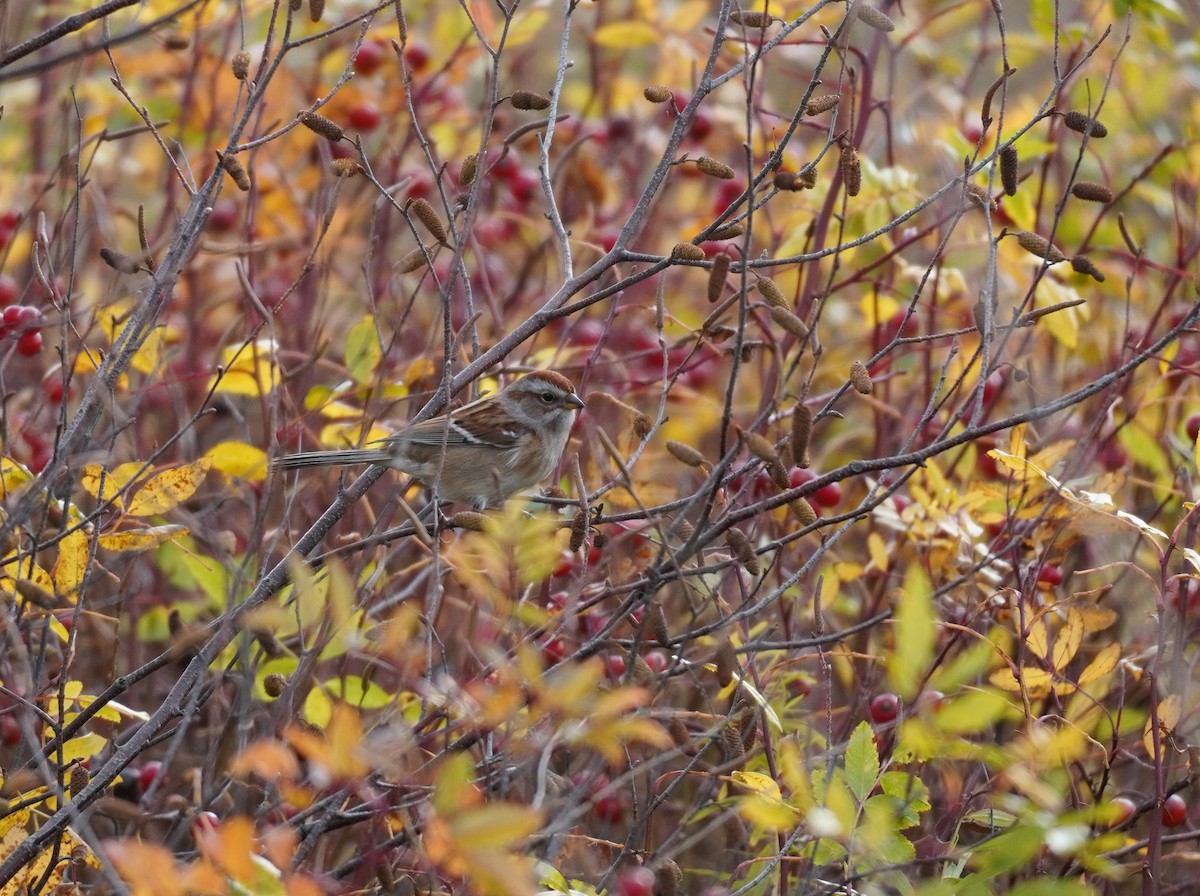 Baumammer - ML644708520