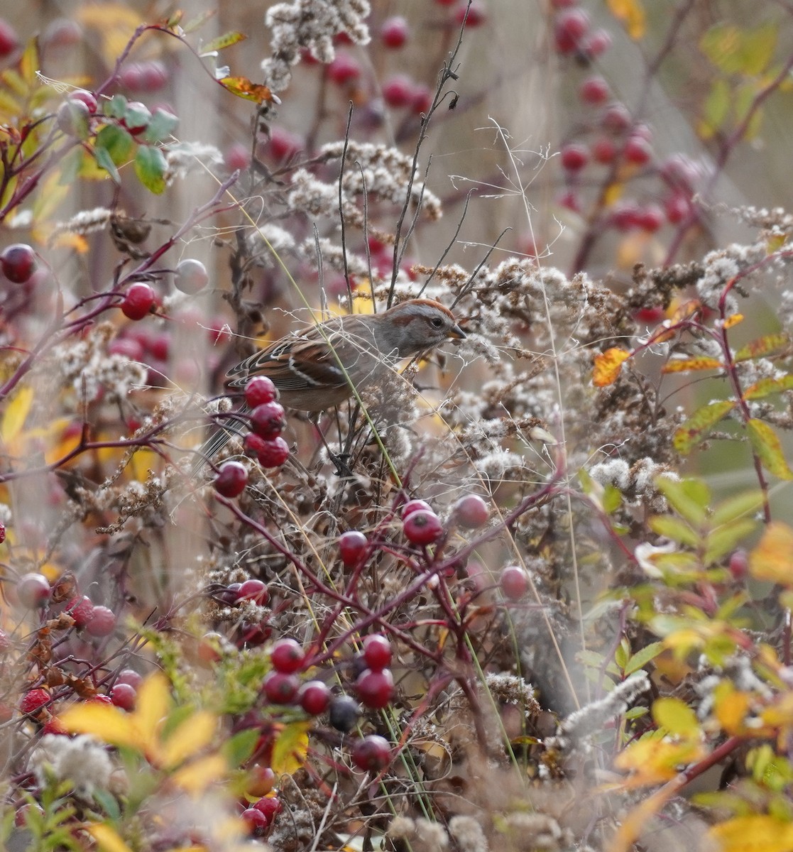 Baumammer - ML644708521