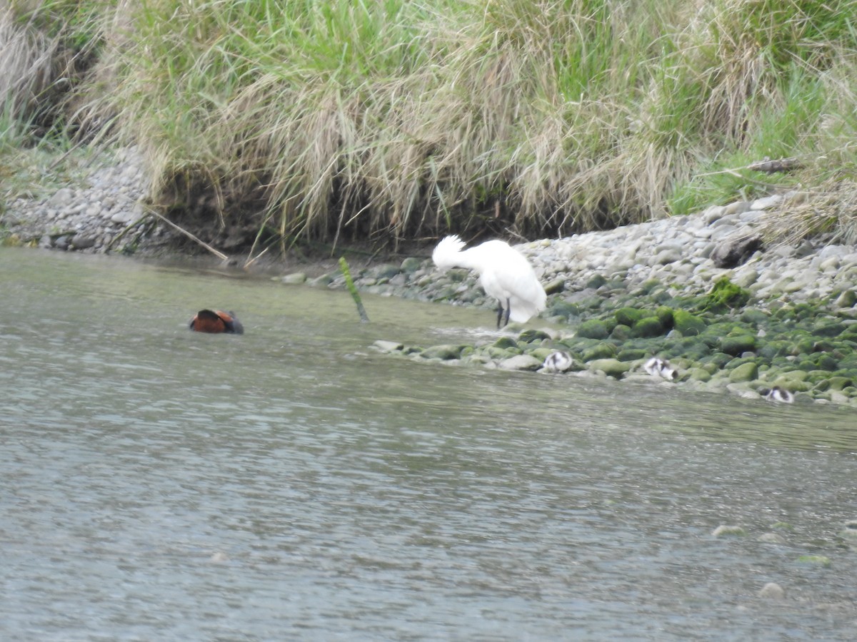Косар королівський - ML644708524