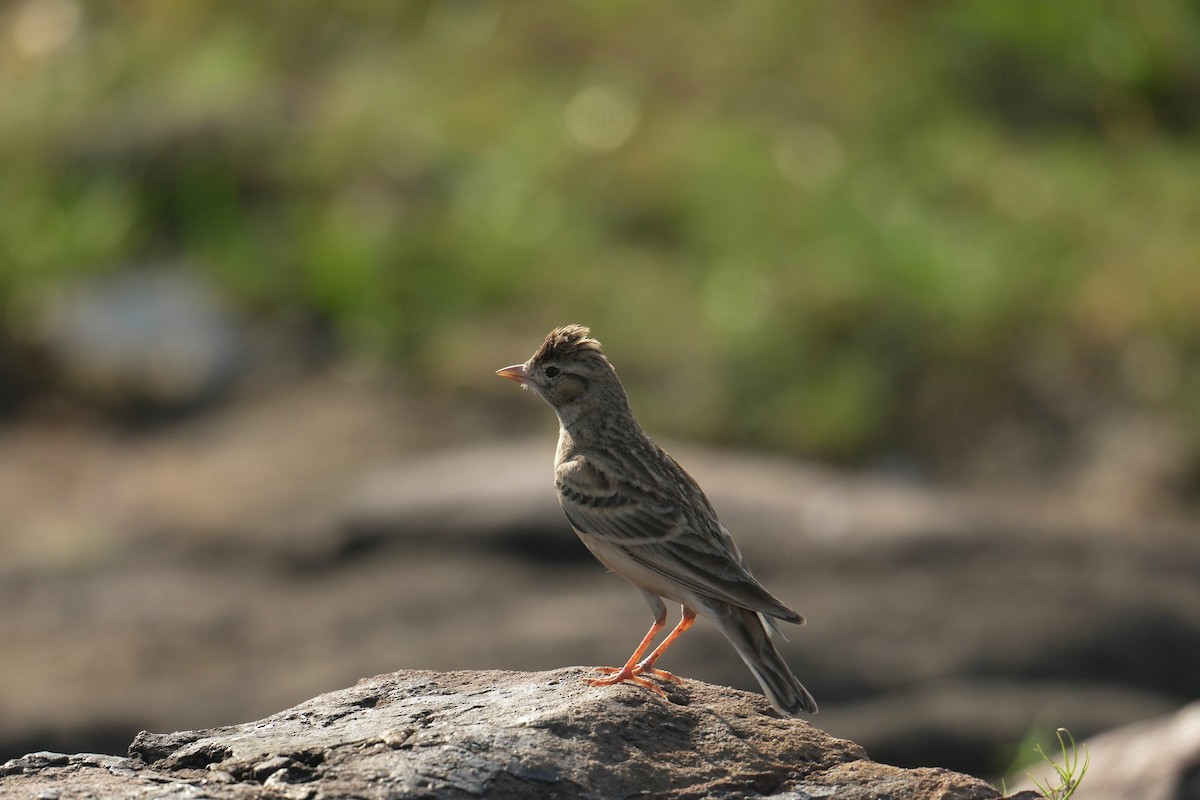 Mongolian Short-toed Lark - ML644708527
