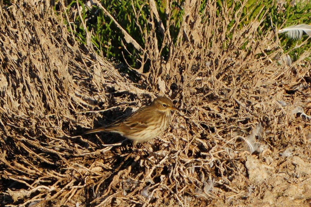 Pipit spioncelle - ML644708528