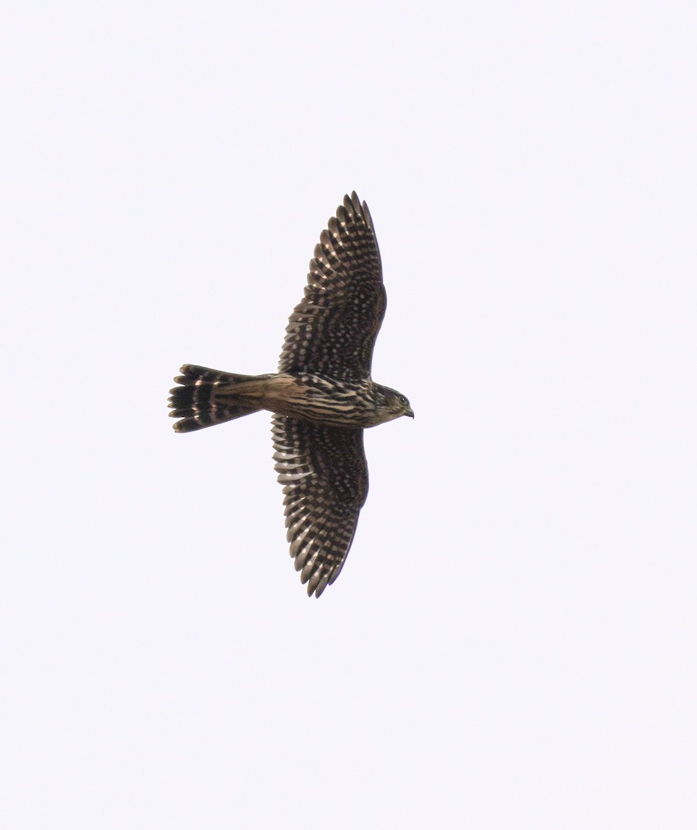 Merlin - ML644708531