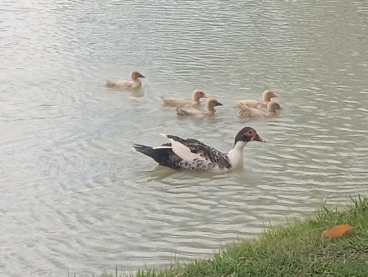 ノバリケン（家畜） - ML644708534