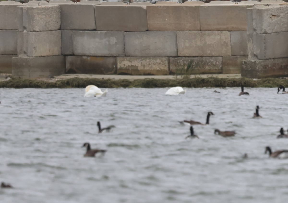 Лебідь-шипун - ML644708535