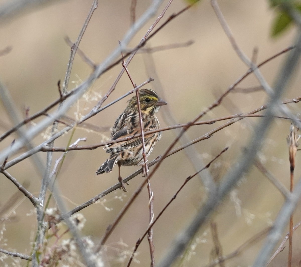 Grasammer - ML644708544