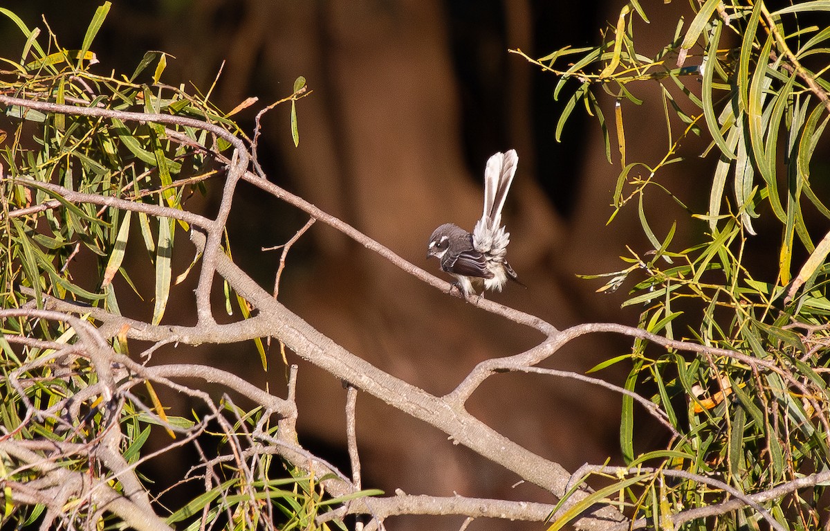 Rhipidure gris - ML644708545