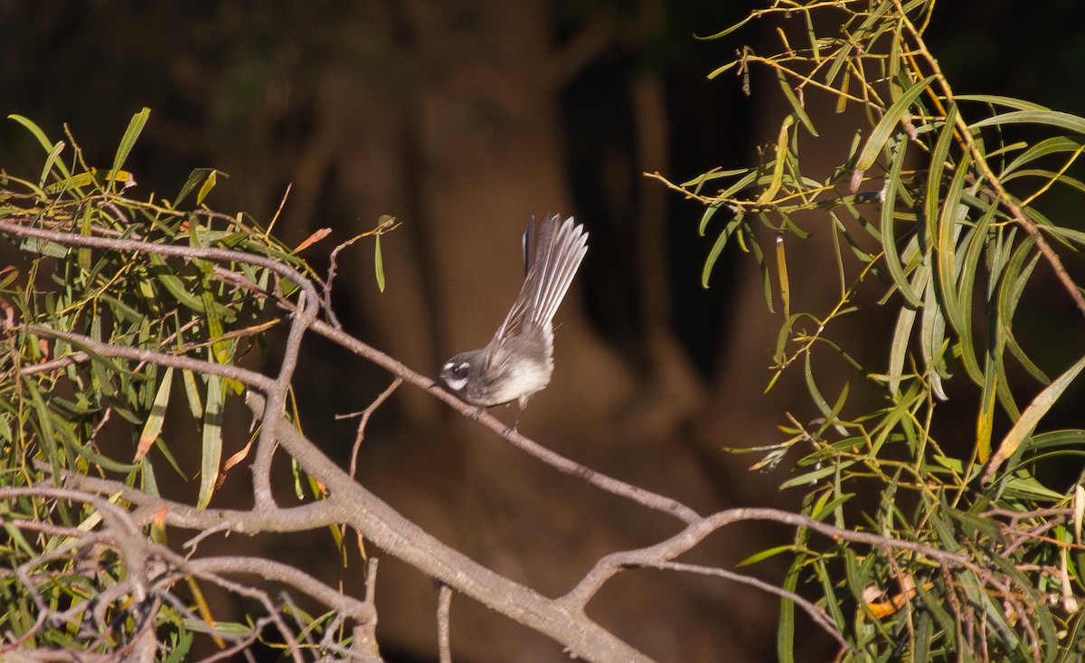 Rhipidure gris - ML644708546