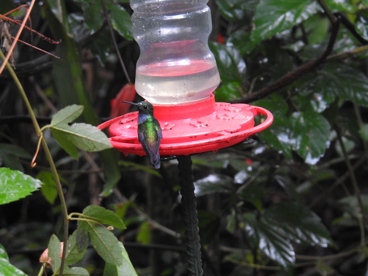 エメラルドハチドリ - ML644708552