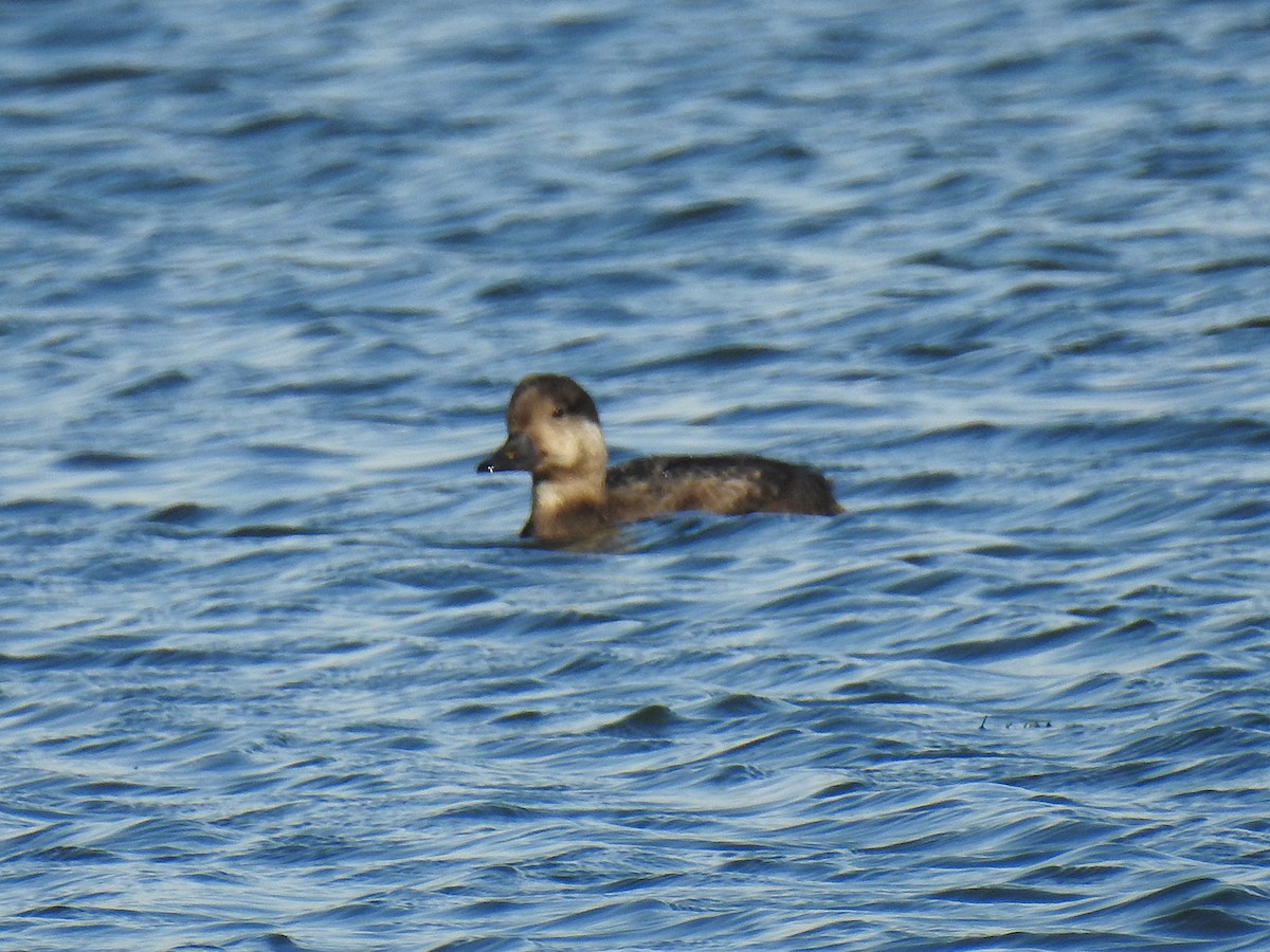 Amerika Kara Ördeği - ML644708554