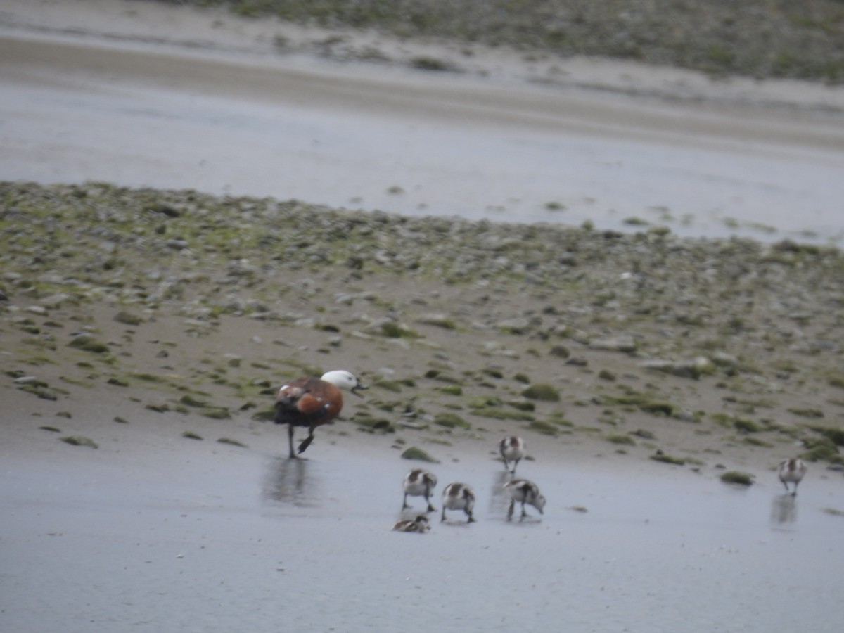 クロアカツクシガモ - ML644708556