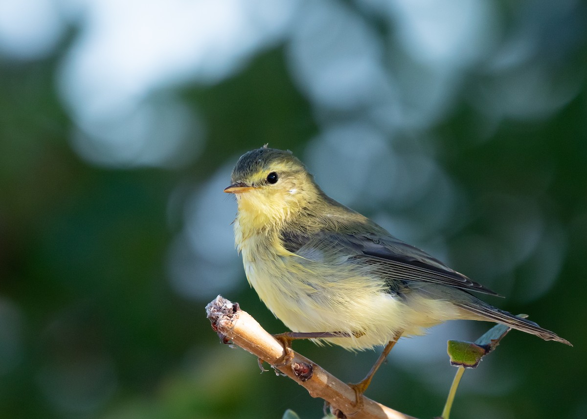 Pouillot fitis - ML644708558