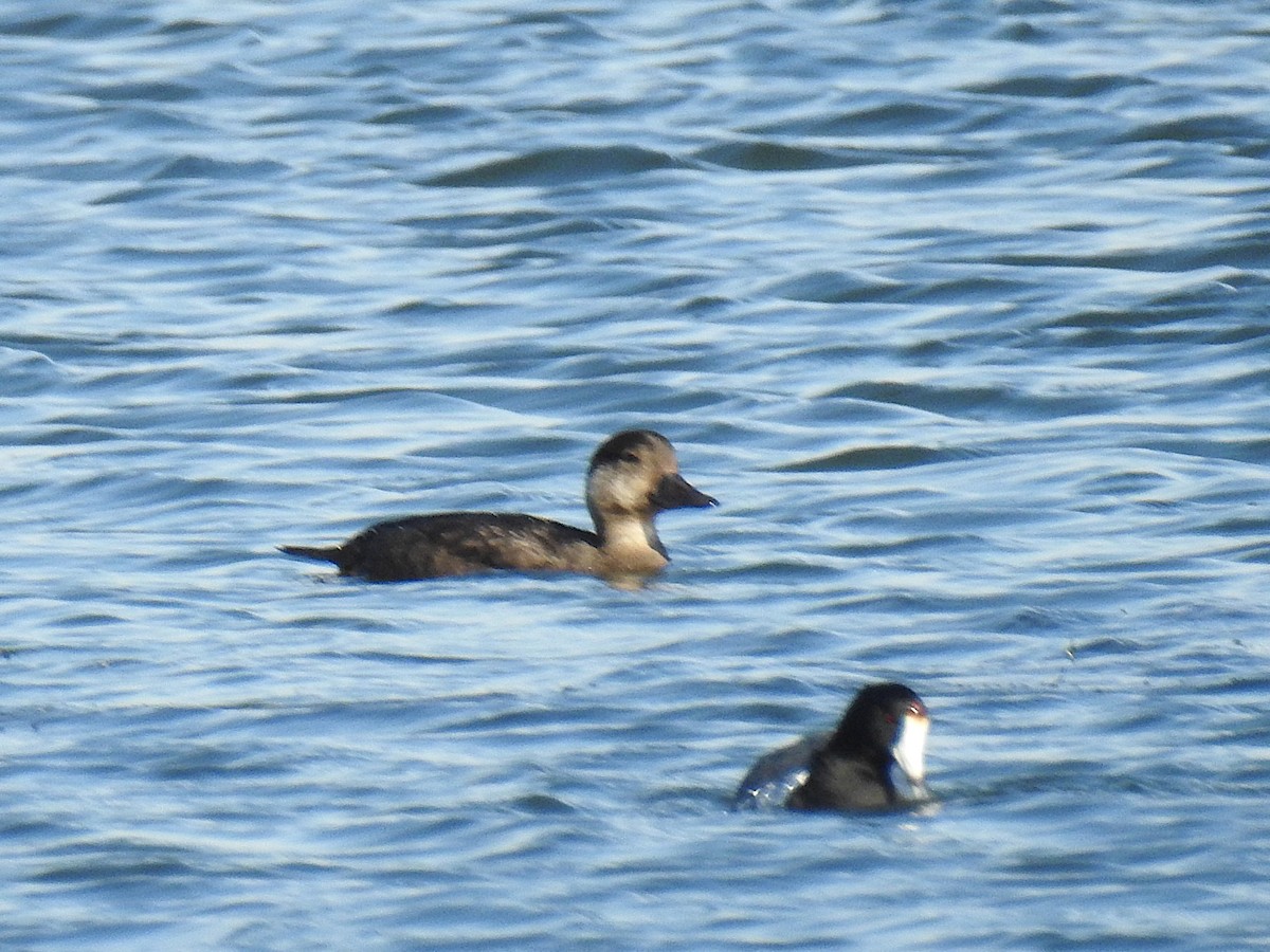 Amerika Kara Ördeği - ML644708559