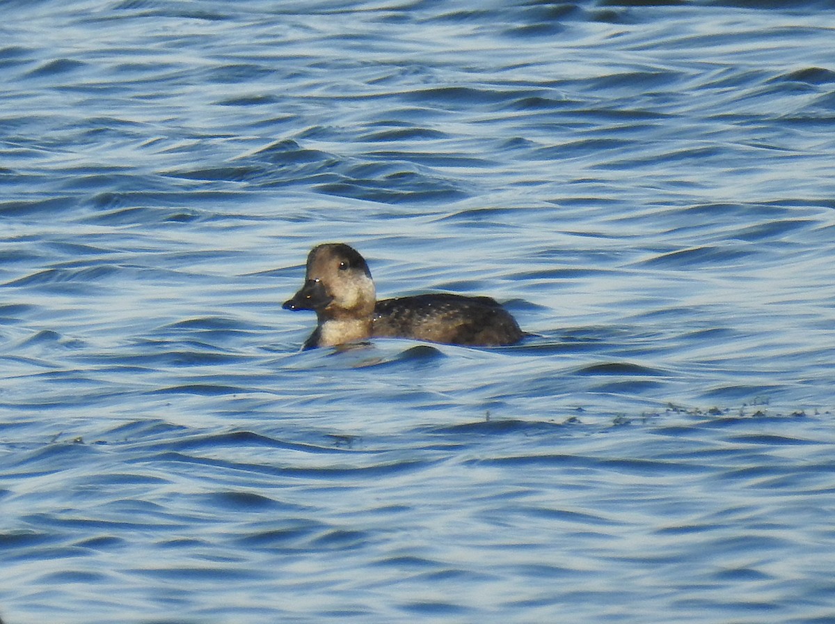 Amerika Kara Ördeği - ML644708560