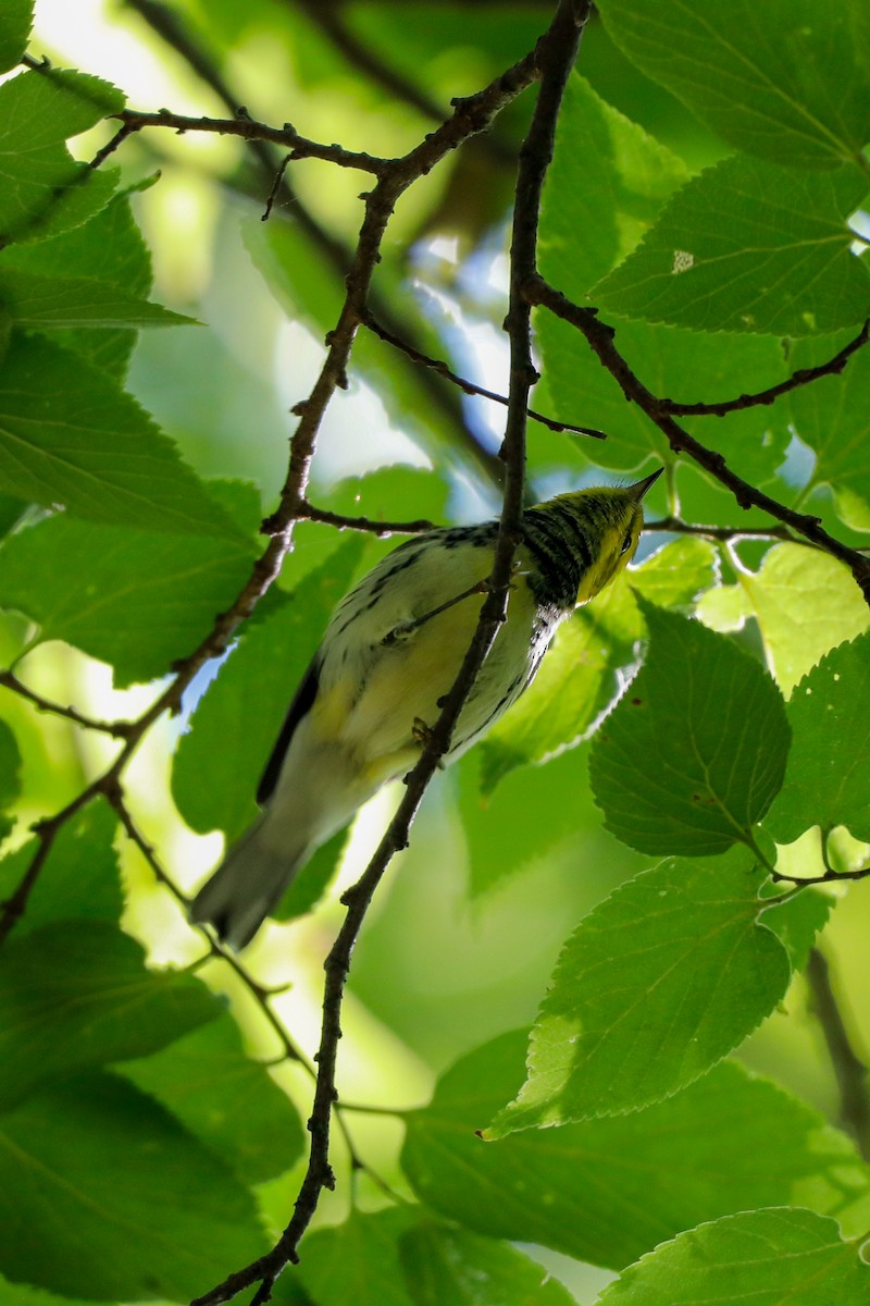 Black-throated Green Warbler - ML644708561
