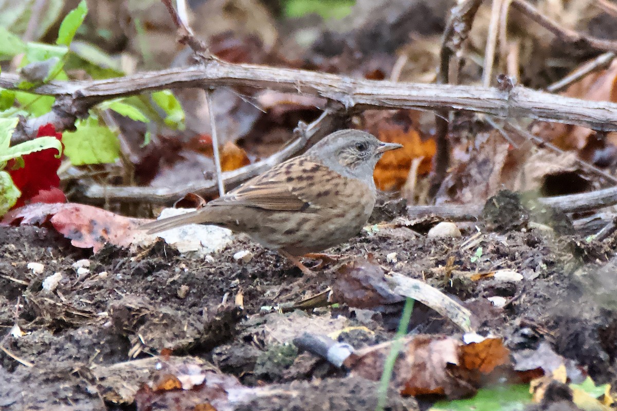 jernspurv - ML644708566