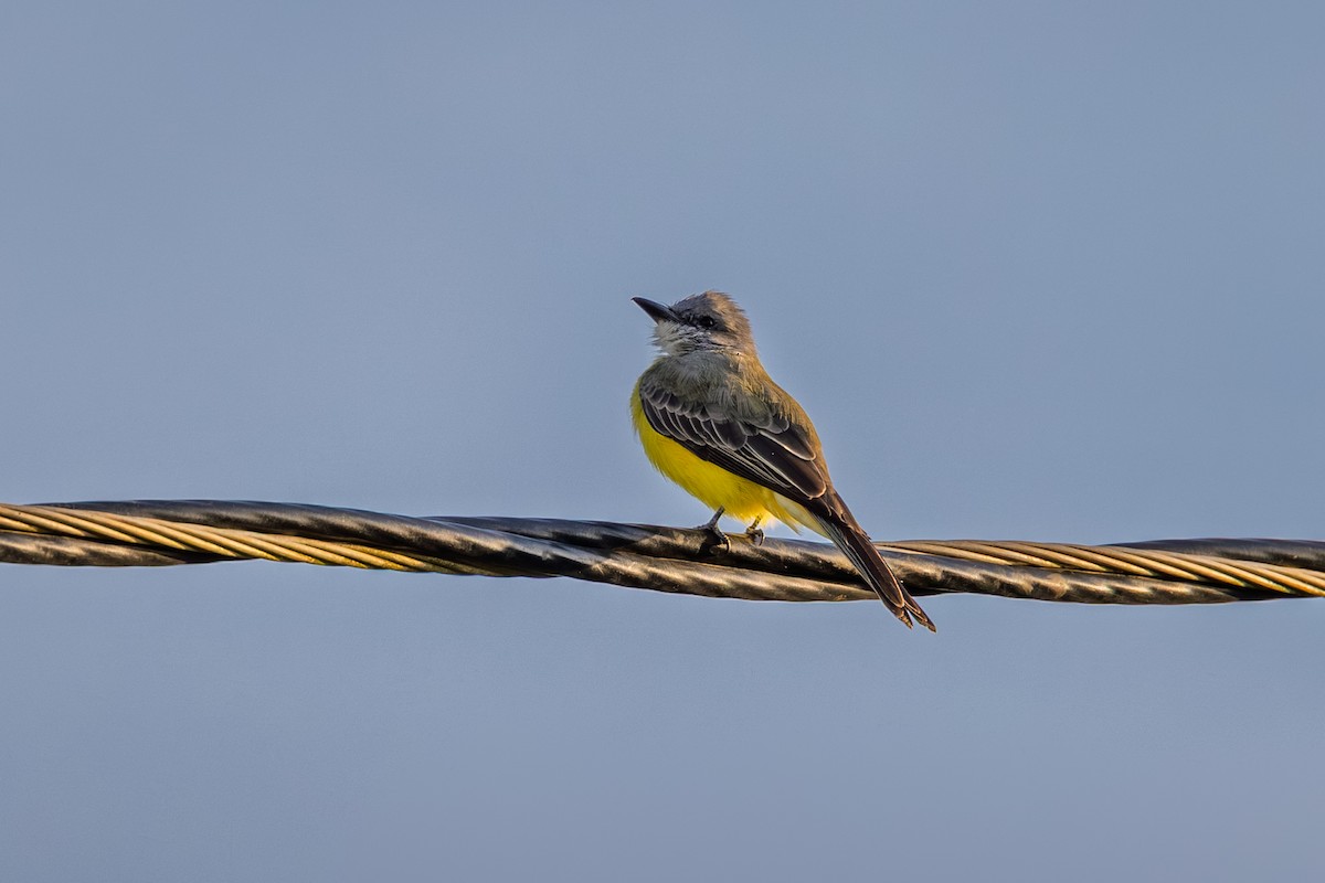 Couch's Kingbird - ML644708570