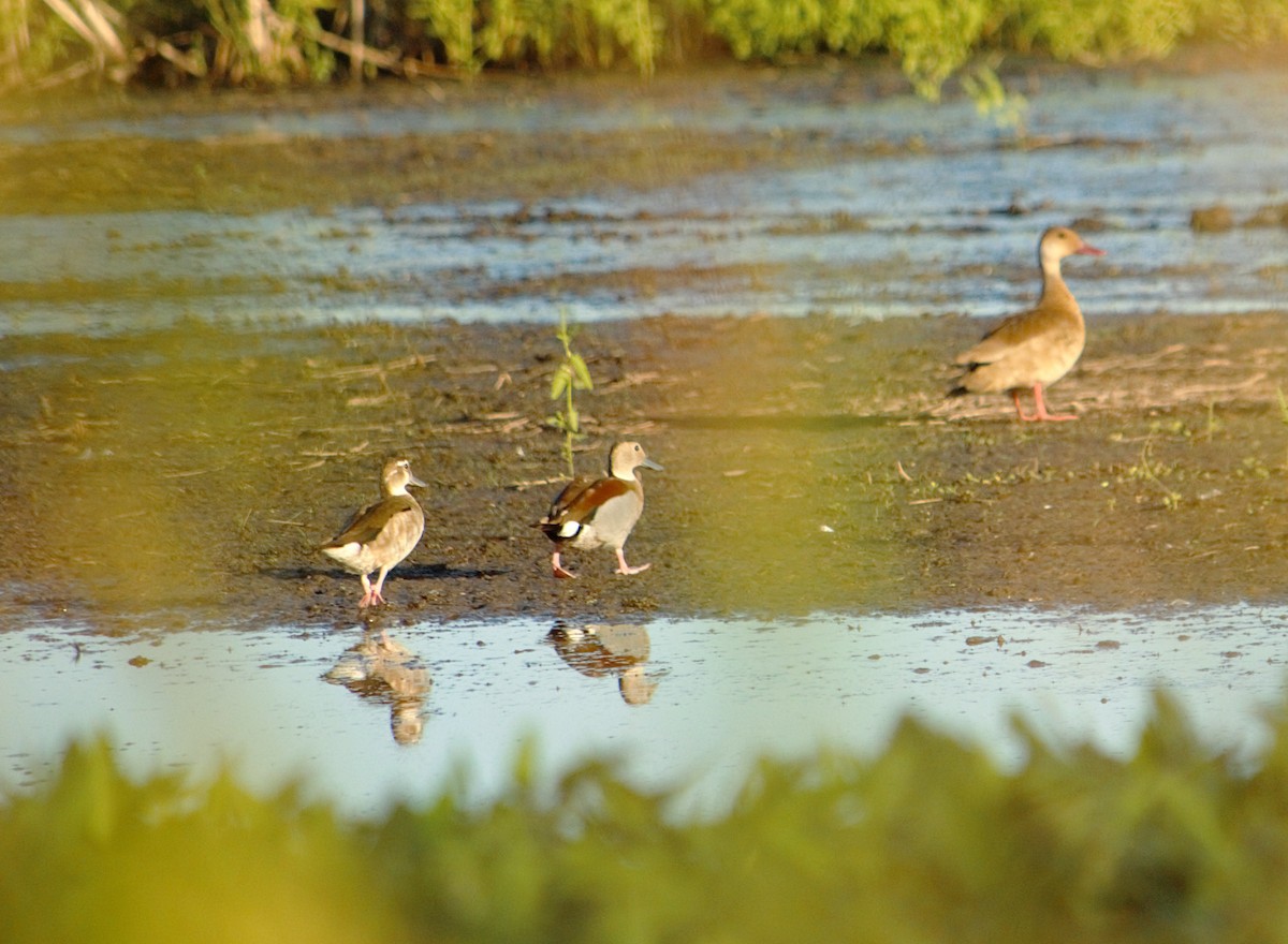 Alzavola dagli anelli - ML644708577