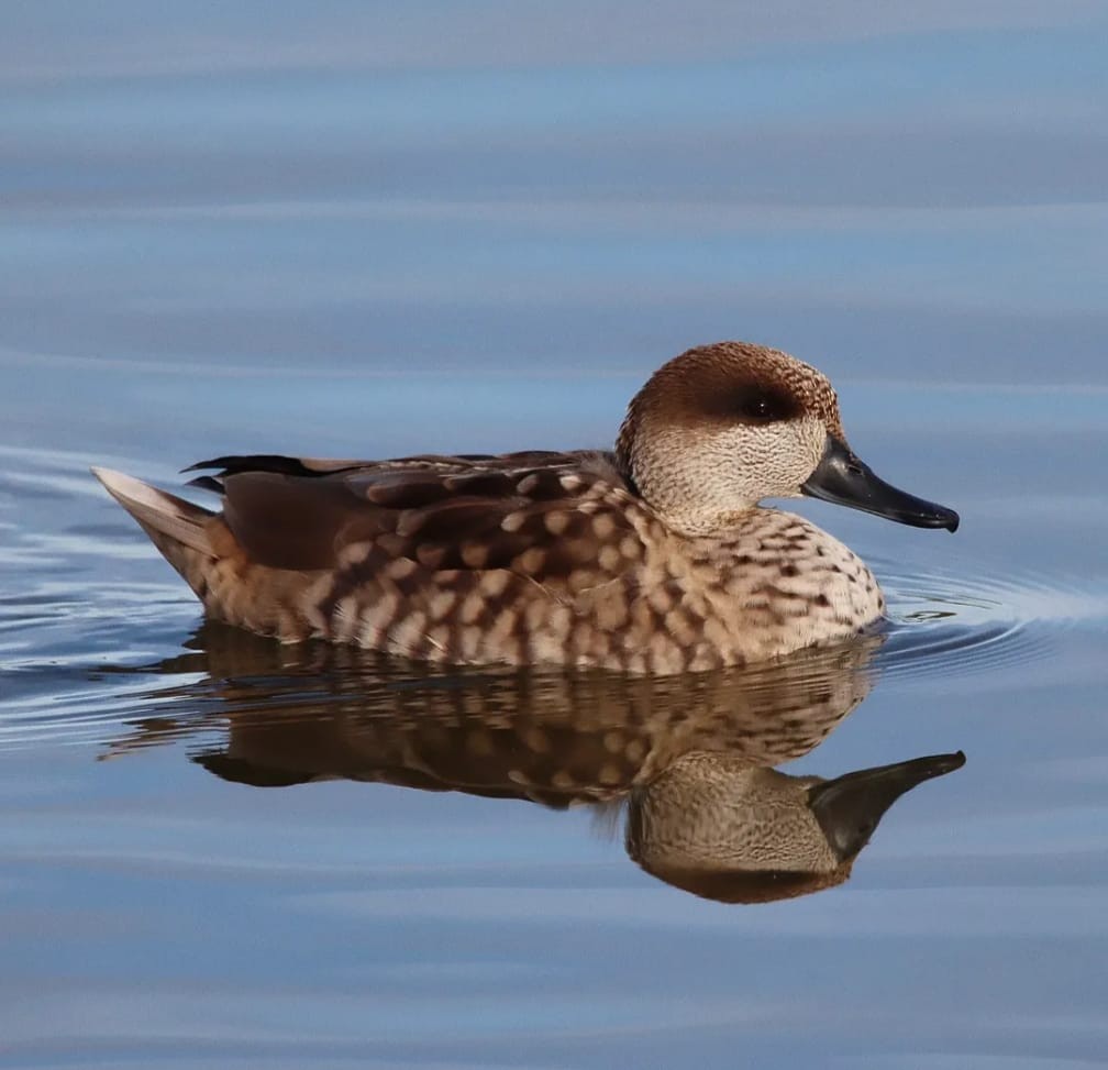 Marbled Duck - ML644708583