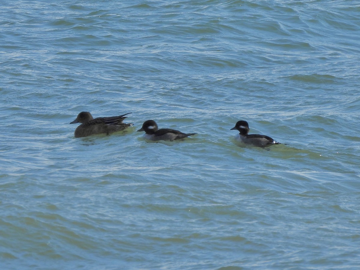 Bufflehead - ML644708585