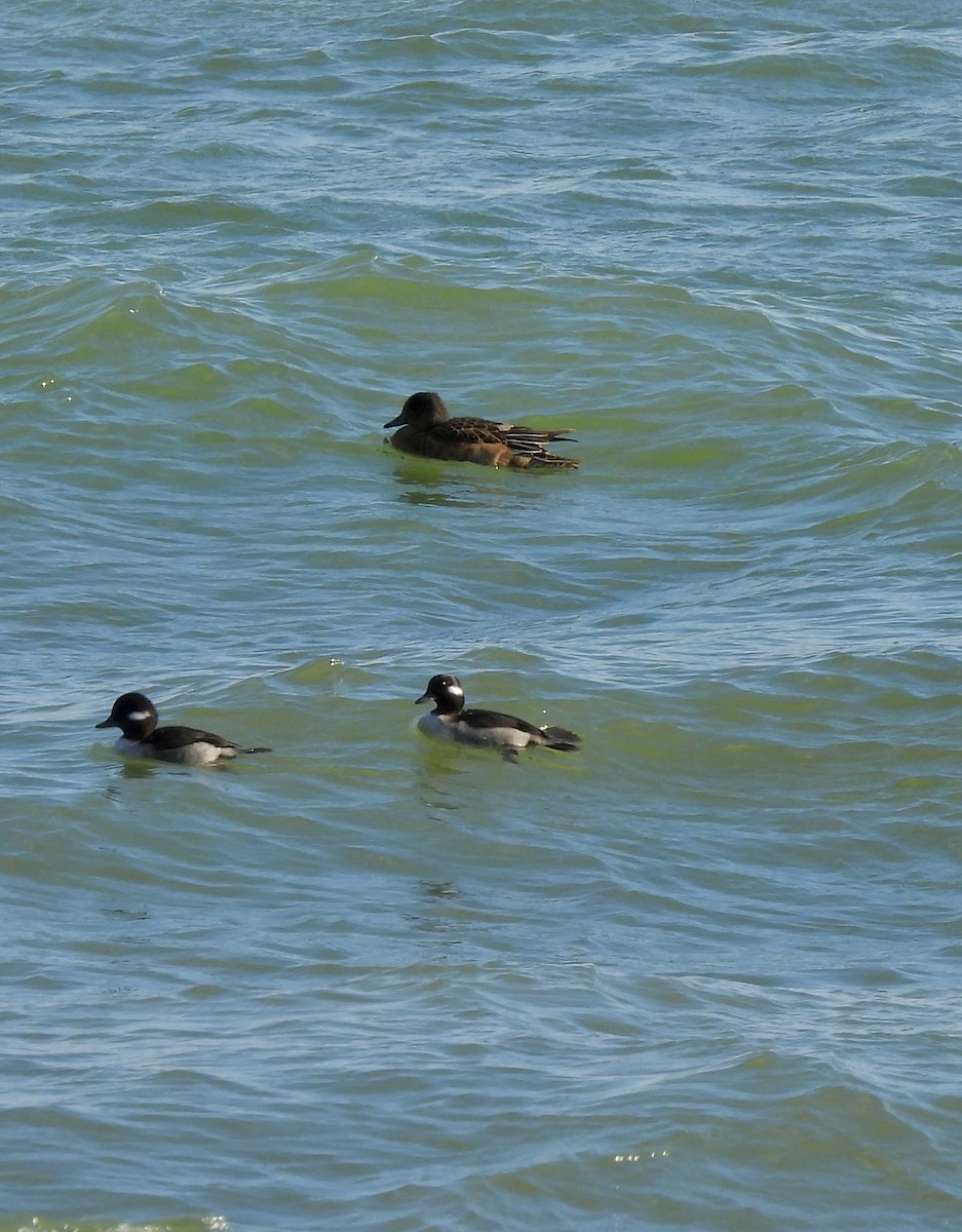 Bufflehead - ML644708586