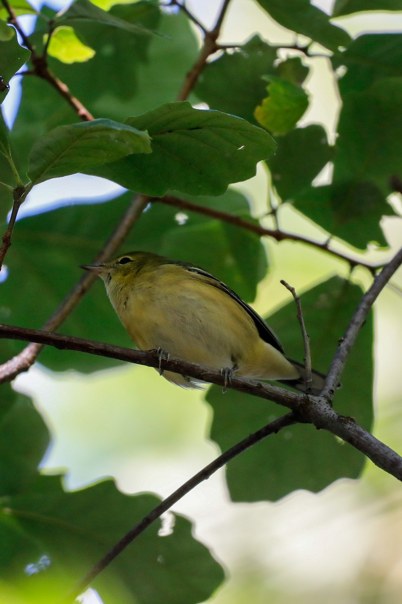 Tennessee Warbler - ML644708590