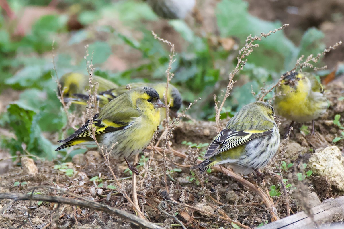 čížek lesní - ML644708591