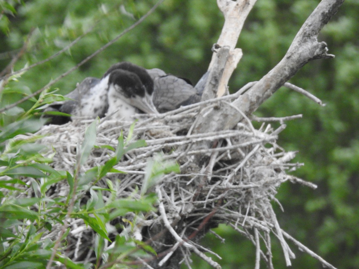 Pied Cormorant - ML644708594