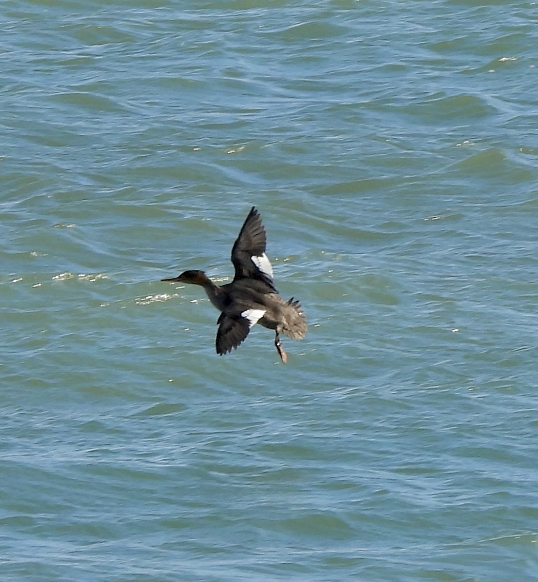 Red-breasted Merganser - ML644708595