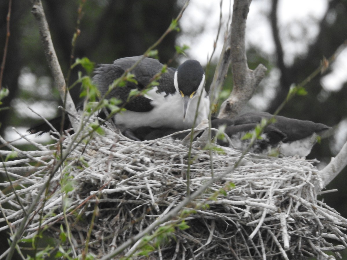 Pied Cormorant - ML644708597