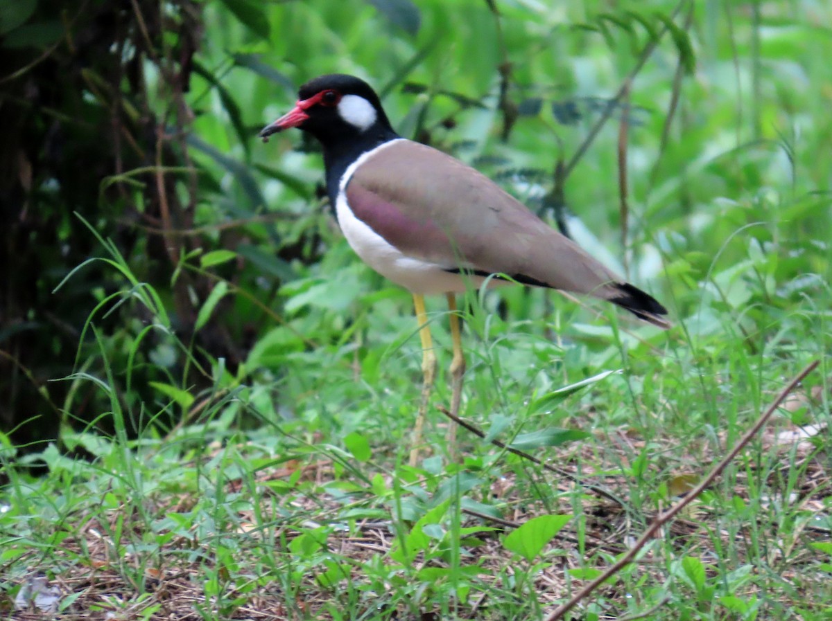 Vanneau indien - ML644708599