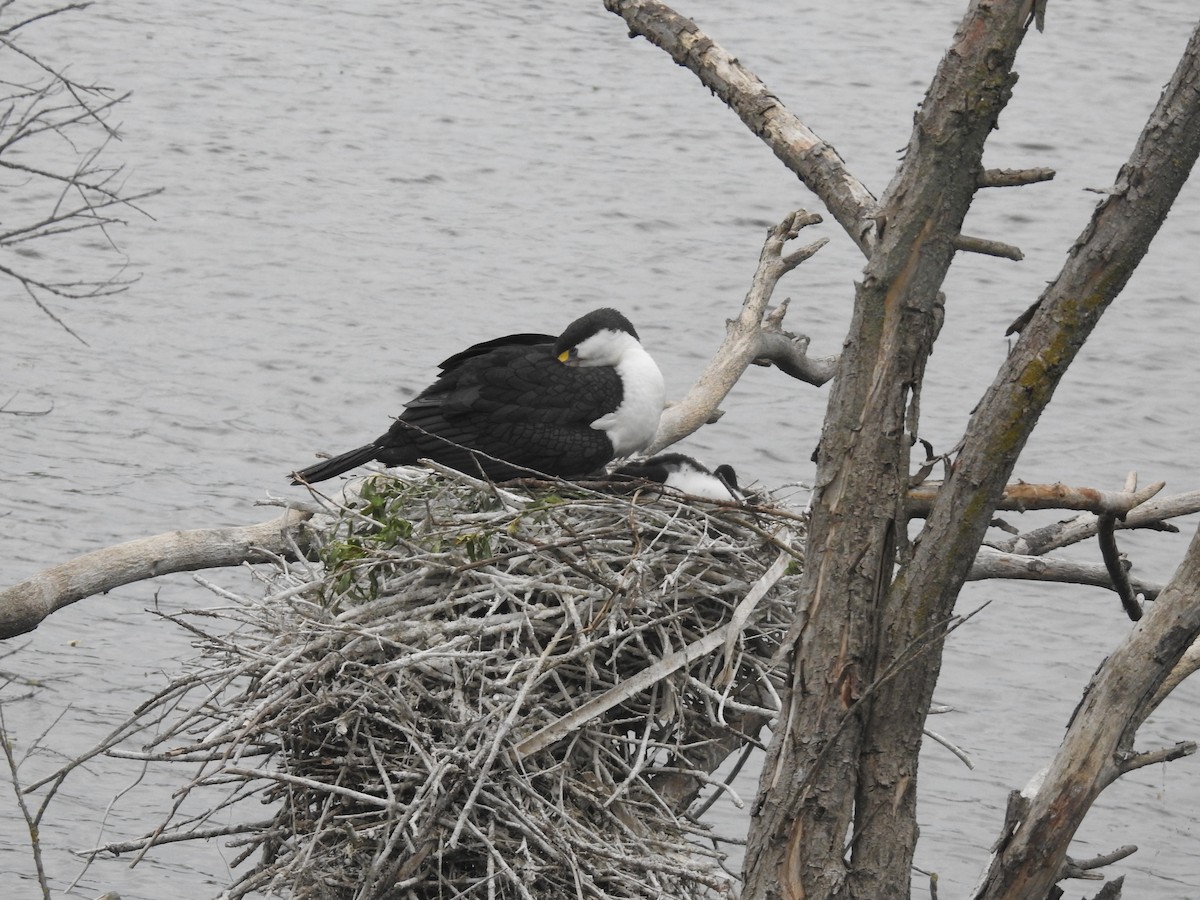 Pied Cormorant - ML644708600