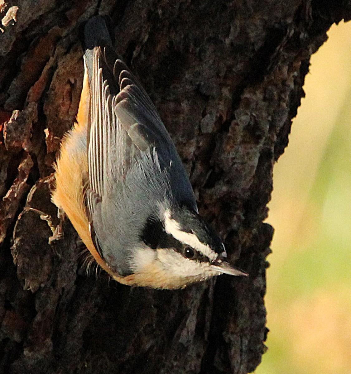 Red-breasted Nuthatch - ML644708618