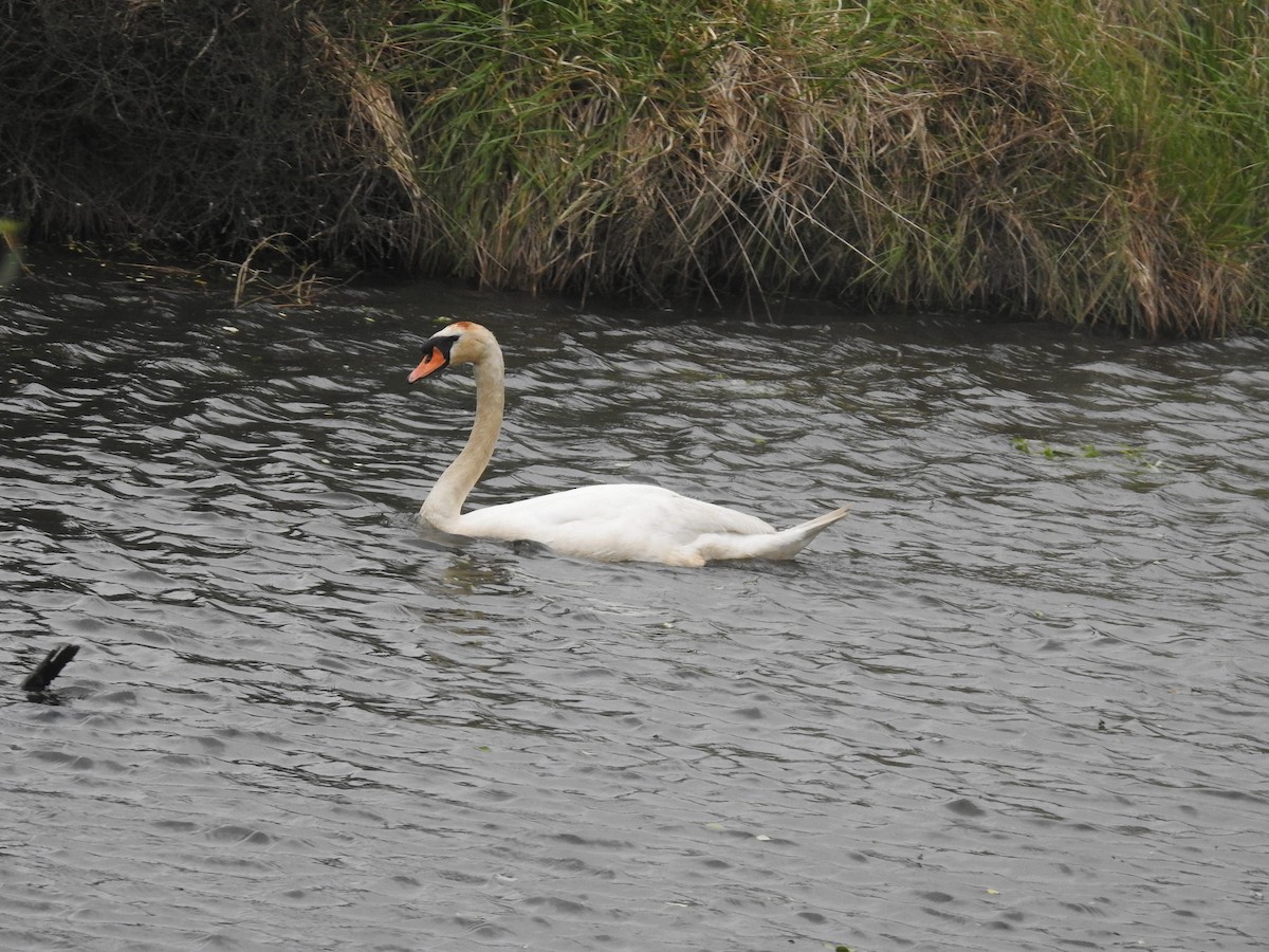 Лебідь-шипун - ML644708623