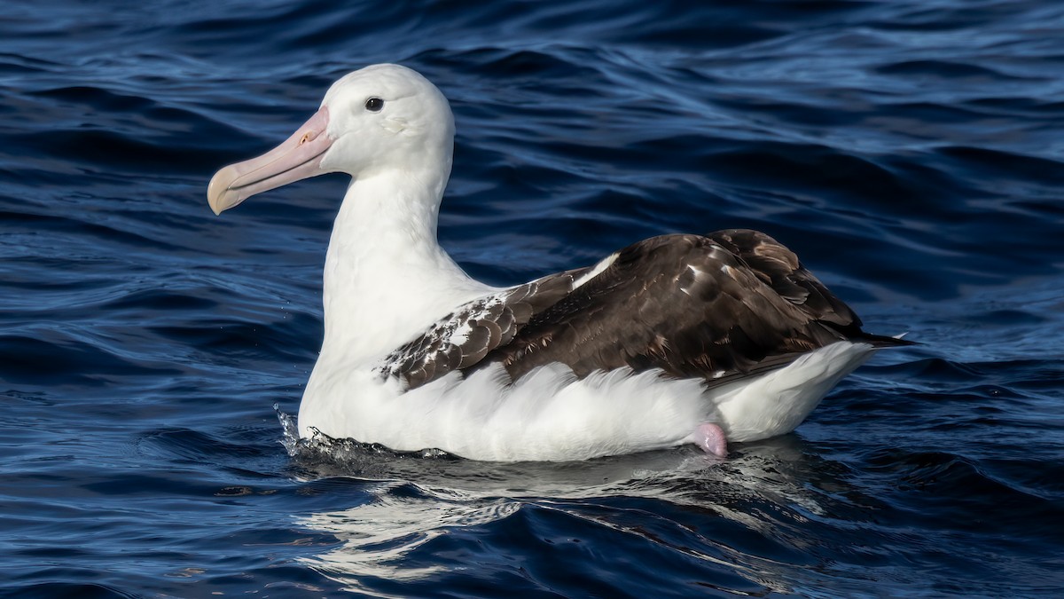 Northern Royal Albatross - ML644708626