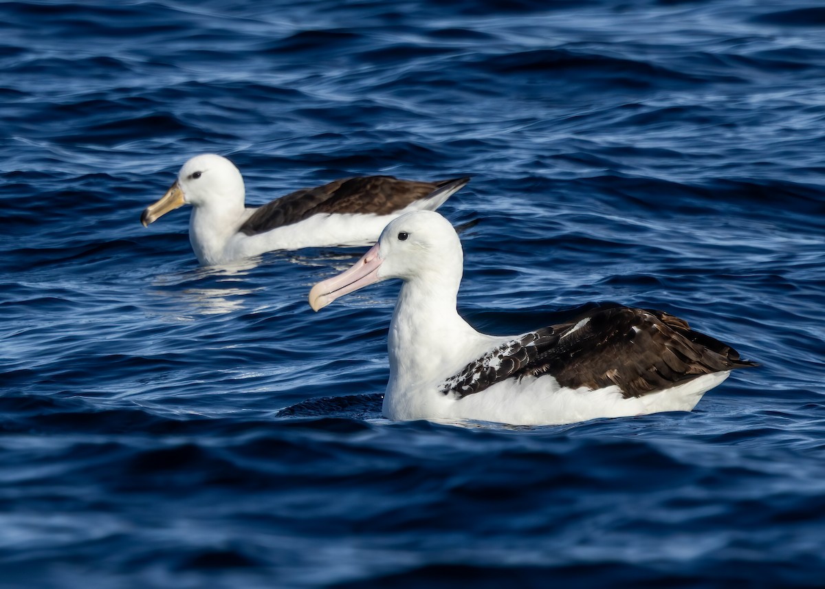Northern Royal Albatross - ML644708627