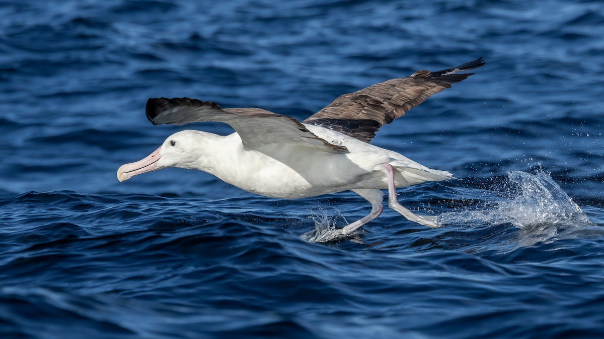 Northern Royal Albatross - ML644708628