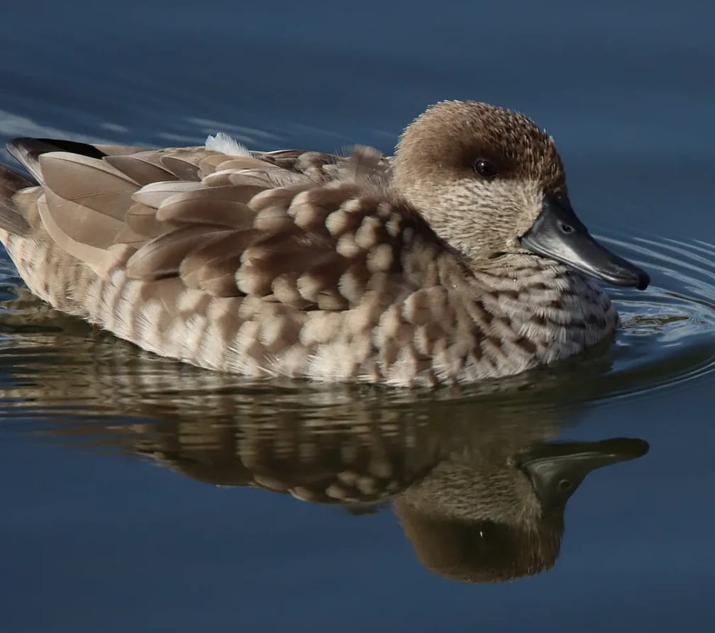Marbled Duck - ML644708630