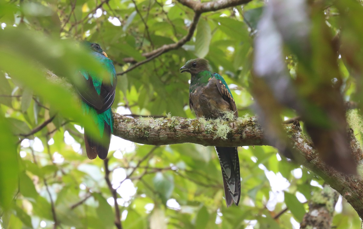 Quetzal resplendissant - ML644708655